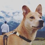 Entry image for Chico 