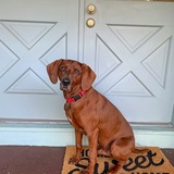 Entry image for Willie