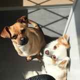 Entry image for Tucker & Theo