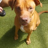 Entry image for Baloo