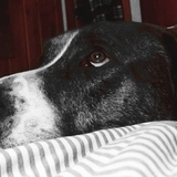 Entry image for Sir Milo Vonshnoogle