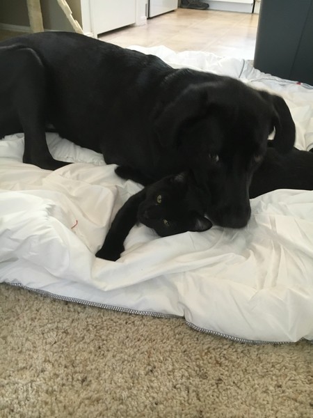 Entry image for Khaleesi and Mycroft. Clicking this image will show a larger photo