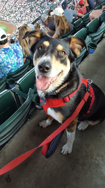 Entry image for Zeppelin . Clicking this image will show a larger photo