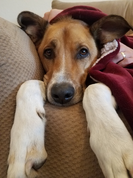 Entry image for Huckleberry . Clicking this image will show a larger photo