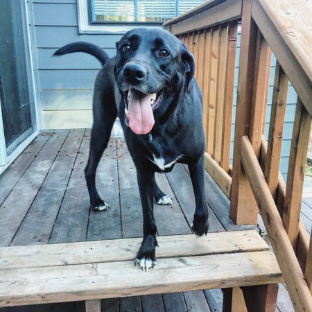 Entry image for Freddy. Clicking this image will show a larger photo