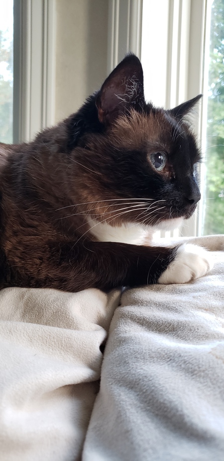 Entry image for Lulu. Clicking this image will show a larger photo