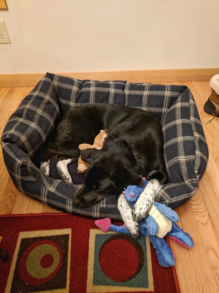 Entry image for Augie. Clicking this image will show a larger photo