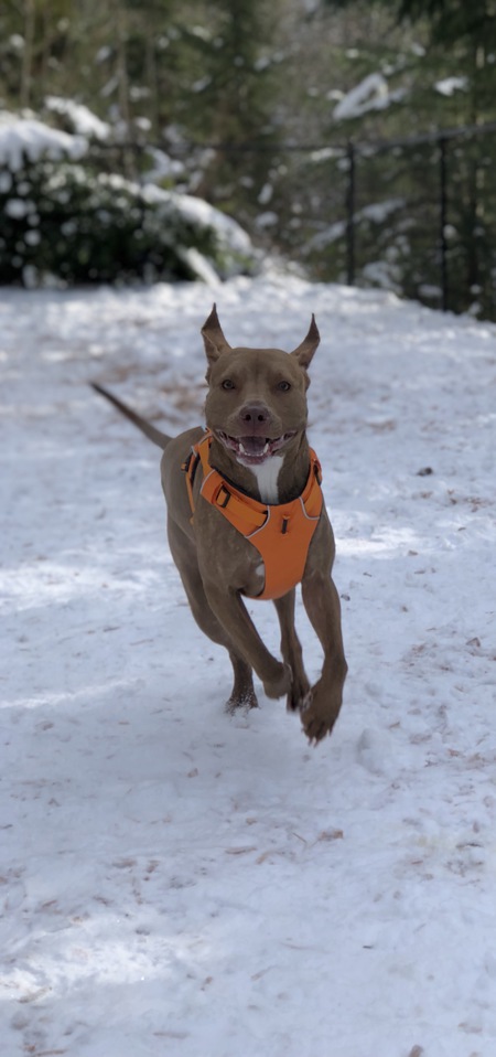 Entry image for Roux. Clicking this image will show a larger photo