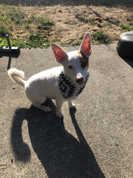 Entry image for Niko. Clicking this image will show a larger photo