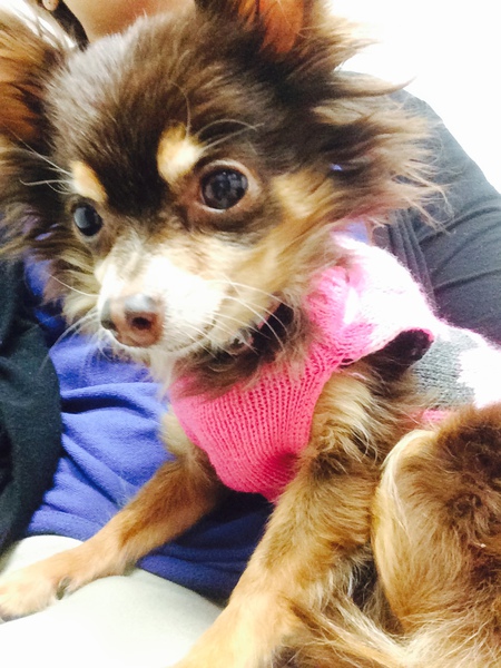 Entry image for Foxy Lady. Clicking this image will show a larger photo