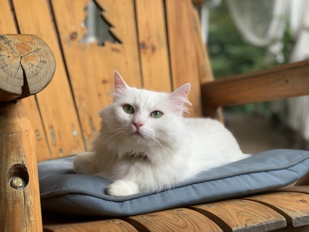 Entry image for Jane Snow. Clicking this image will show a larger photo