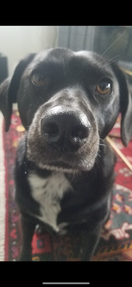 Entry image for Riley. Clicking this image will show a larger photo