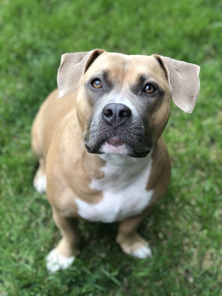 Entry image for Hazel. Clicking this image will show a larger photo