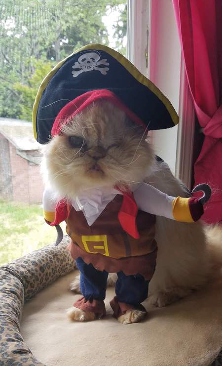 Entry image for Piper Purraboo the Pirate Princess. Clicking this image will show a larger photo