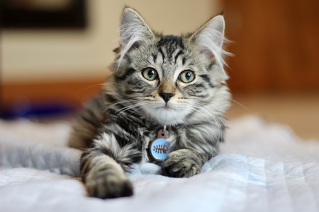 Entry image for Lucas. Clicking this image will show a larger photo