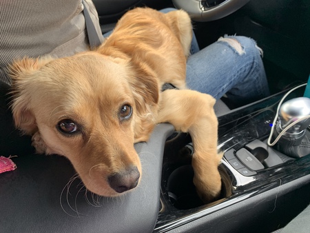 Entry image for Goldie. Clicking this image will show a larger photo