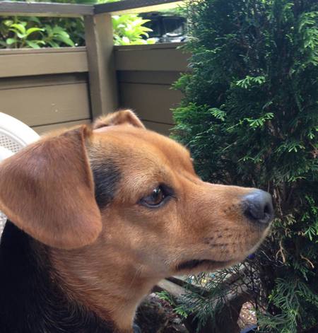 Entry image for Riley. Clicking this image will show a larger photo