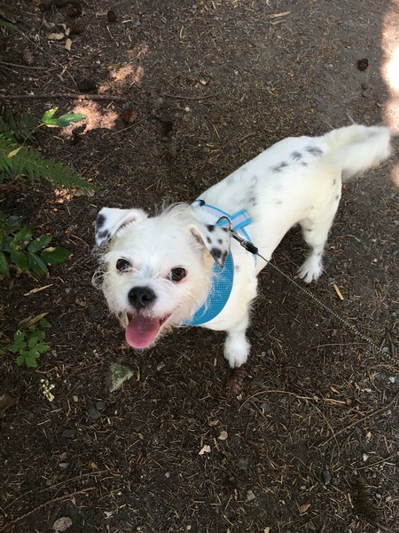 Entry image for Rocky. Clicking this image will show a larger photo