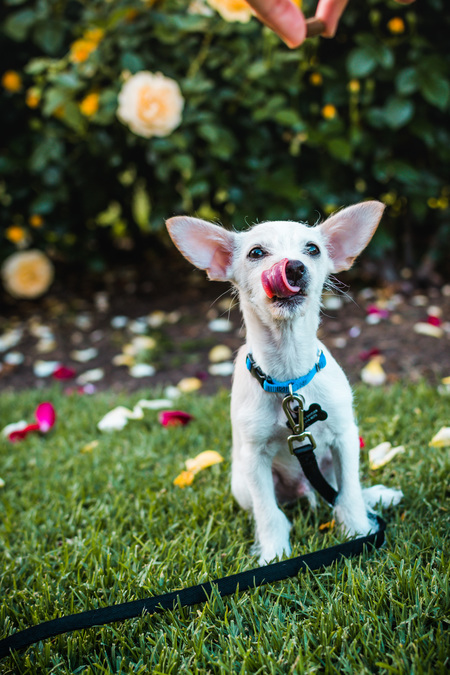 Entry image for Norman. Clicking this image will show a larger photo