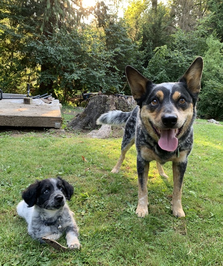 Entry image for Finn and Magellan. Clicking this image will show a larger photo