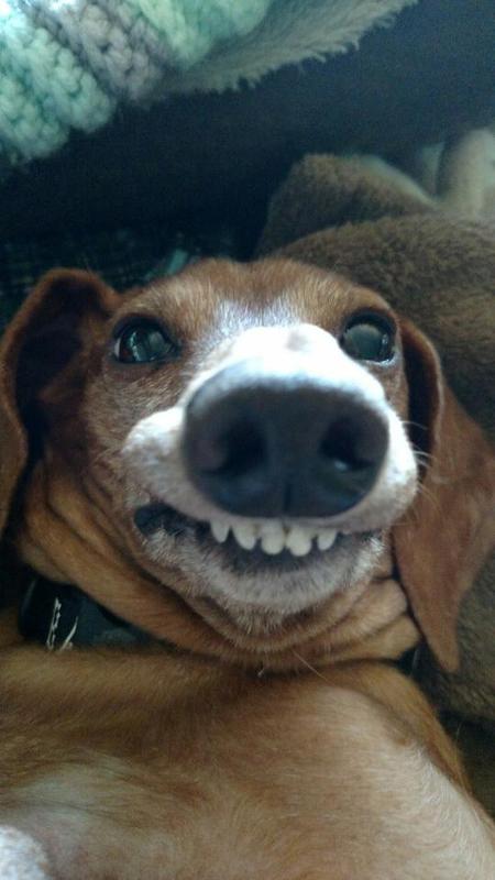 Entry image for Buddy the wiener dog. Clicking this image will show a larger photo