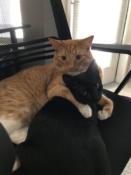 Entry image for Murphy and Oliver. Clicking this image will show a larger photo