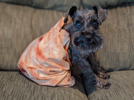 Entry image for Beardsley. Clicking this image will show a larger photo