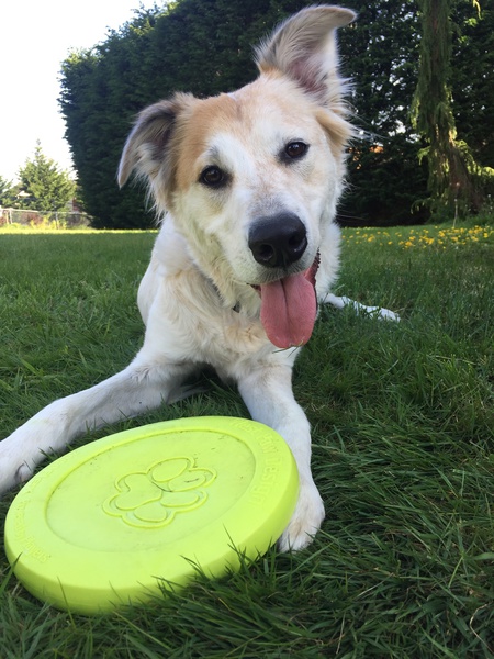 Entry image for Claude the Dog. Clicking this image will show a larger photo