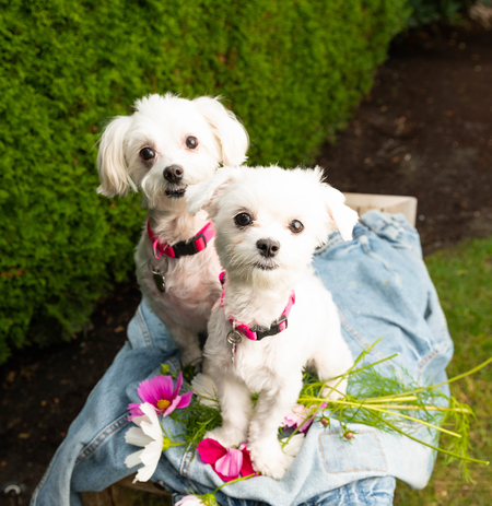 Entry image for NeeNee & Keira. Clicking this image will show a larger photo