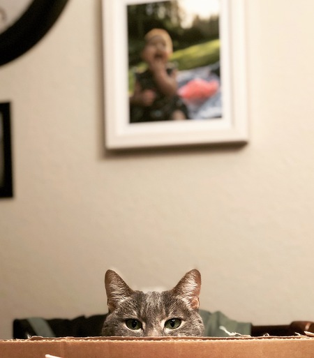 Entry image for Dixie. Clicking this image will show a larger photo