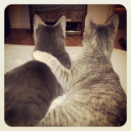 Entry image for Max and Dixie. Clicking this image will show a larger photo