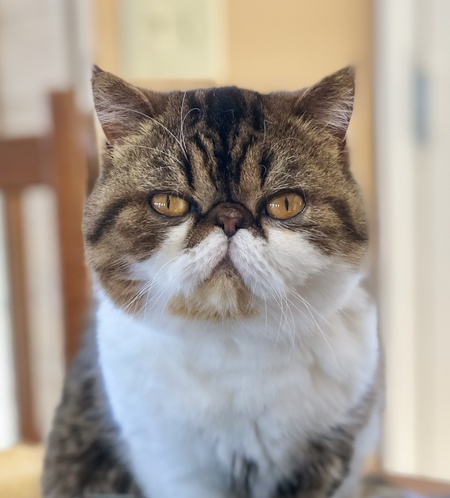 Entry image for Lolly. Clicking this image will show a larger photo