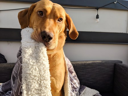 Entry image for Clifford. Clicking this image will show a larger photo