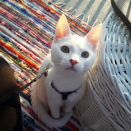 Entry image for Coral. Clicking this image will show a larger photo