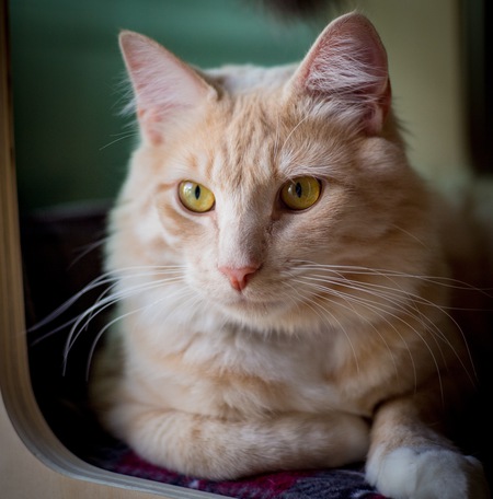 Entry image for Odin. Clicking this image will show a larger photo