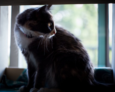 Entry image for Freya . Clicking this image will show a larger photo