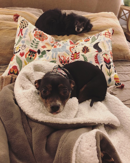 Entry image for Daisy & Zelda. Clicking this image will show a larger photo