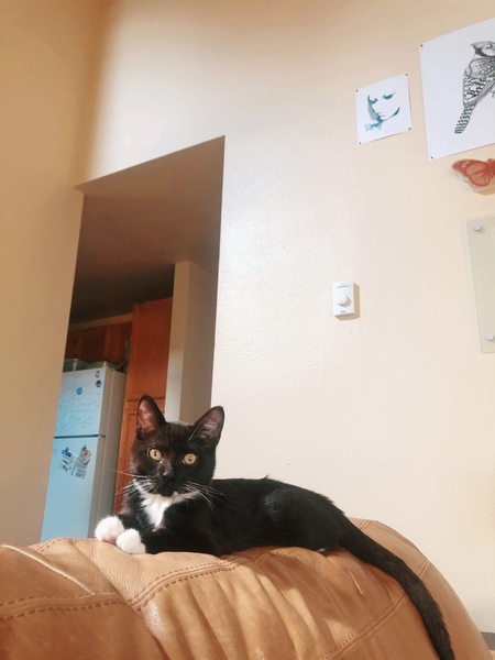 Entry image for Pixel. Clicking this image will show a larger photo