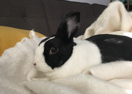 Entry image for Temaki. Clicking this image will show a larger photo