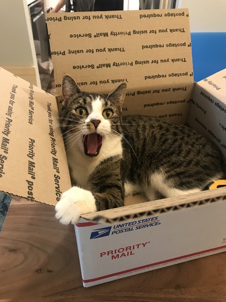 Entry image for Ridley. Clicking this image will show a larger photo