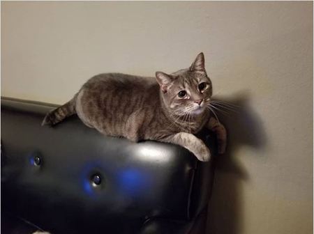 Entry image for Winston Purrchill. Clicking this image will show a larger photo