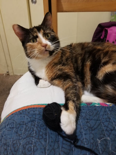 Entry image for Callie. Clicking this image will show a larger photo