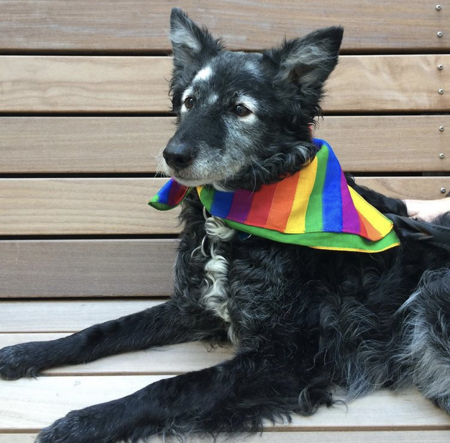 Entry image for Thor. Clicking this image will show a larger photo