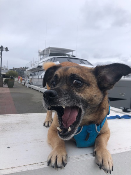 Entry image for Fang. Clicking this image will show a larger photo