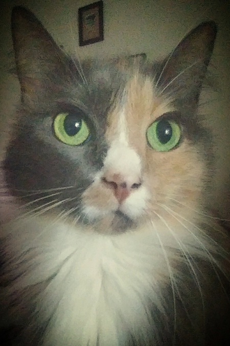 Entry image for Daisy. Clicking this image will show a larger photo