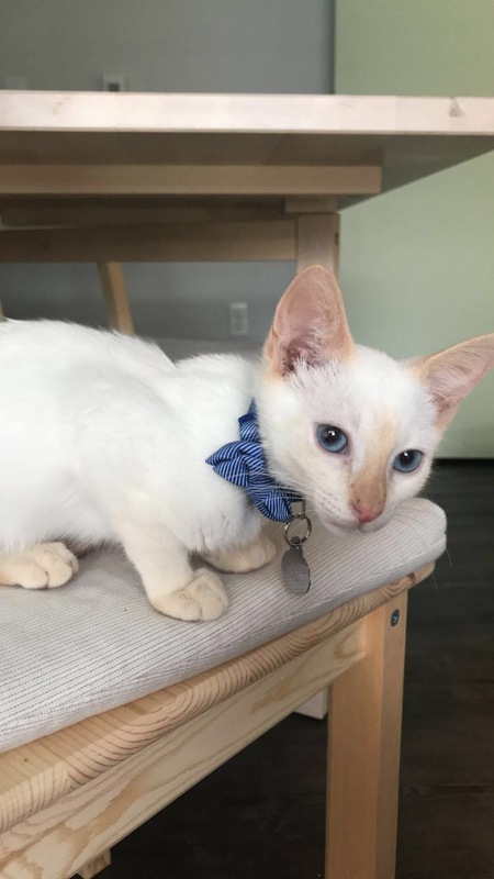 Entry image for Waxillium . Clicking this image will show a larger photo