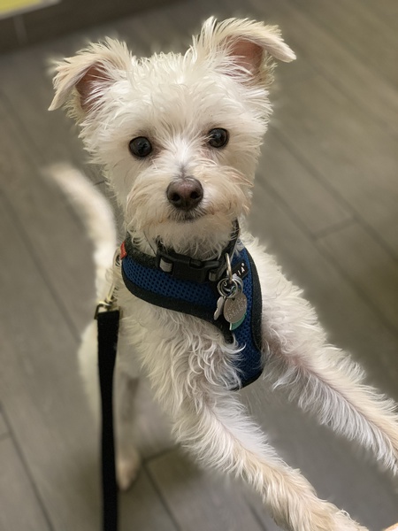 Entry image for Noodle. Clicking this image will show a larger photo