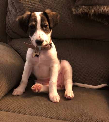 Entry image for Nutmeg. Clicking this image will show a larger photo