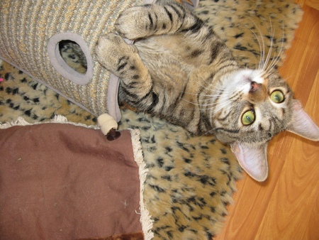 Entry image for Princess Bella. Clicking this image will show a larger photo