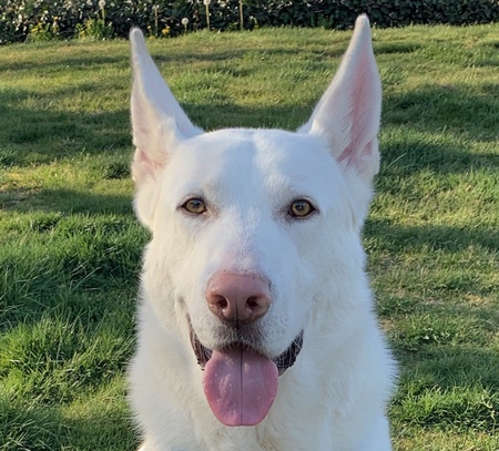 Entry image for Rigby. Clicking this image will show a larger photo